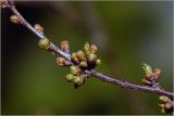 Cerasus vulgaris
