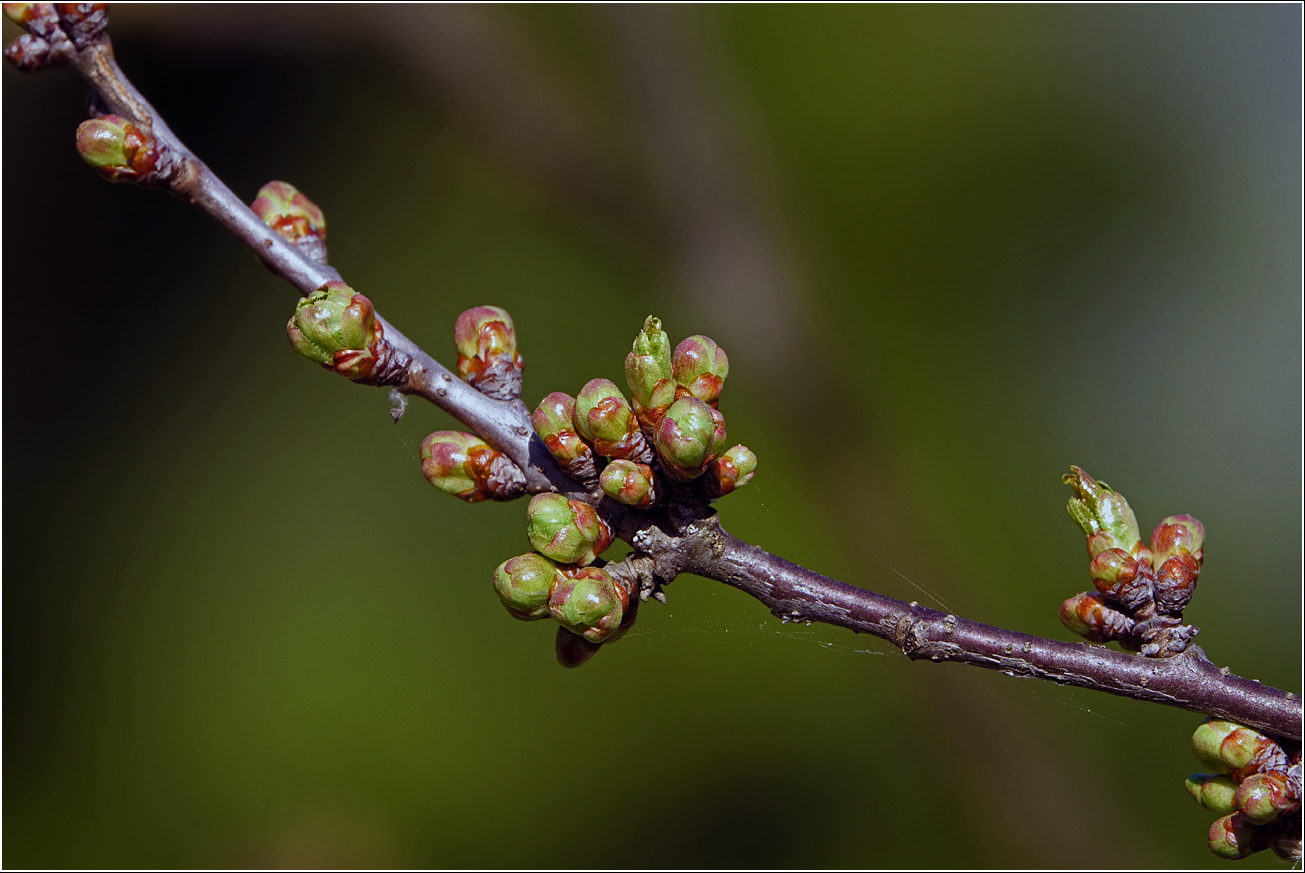 Изображение особи Cerasus vulgaris.