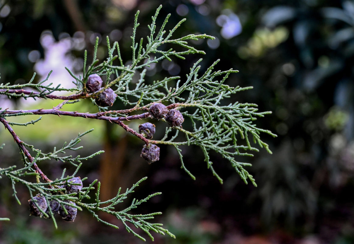 Image of Cupressus lusitanica specimen.