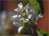 Amelanchier spicata