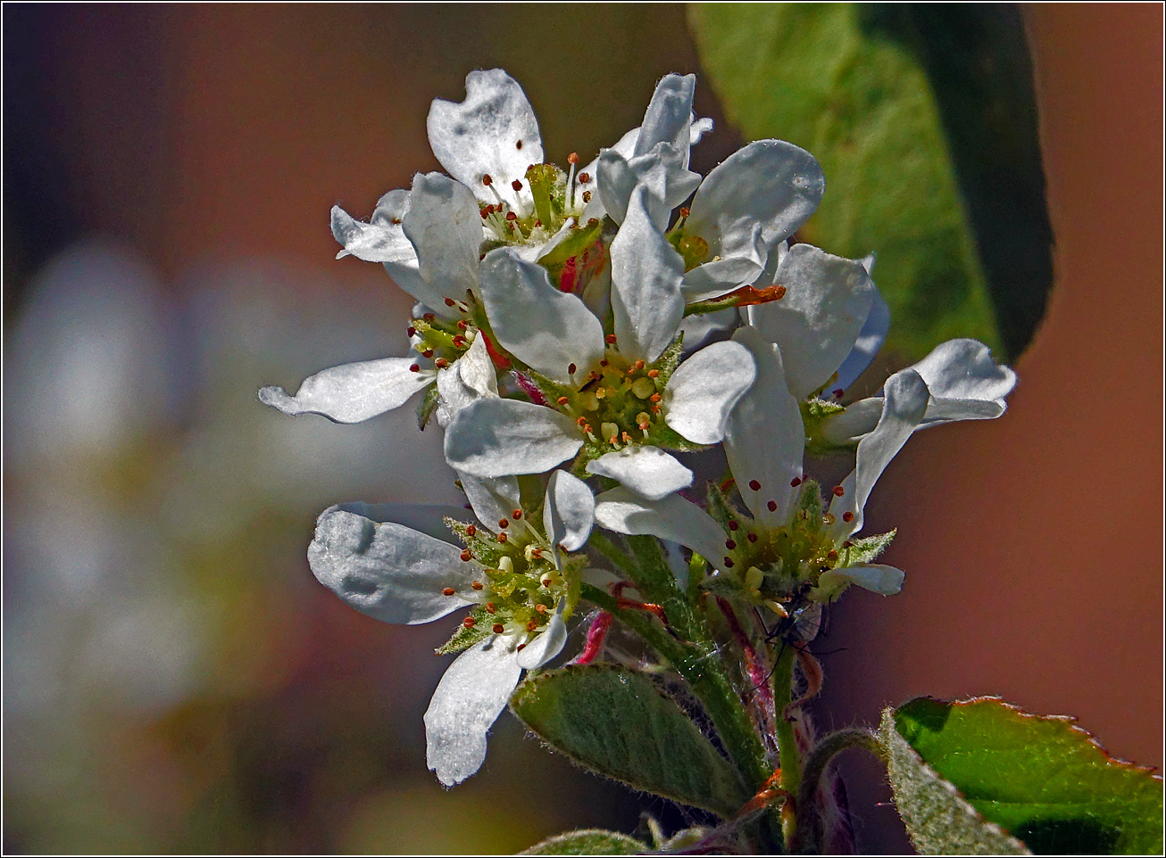 Image of Amelanchier spicata specimen.