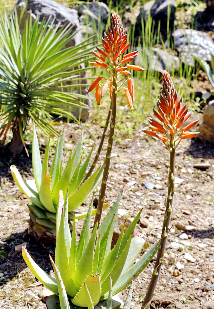 Image of Aloe maculata specimen.