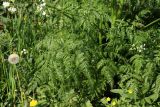 Anthriscus sylvestris