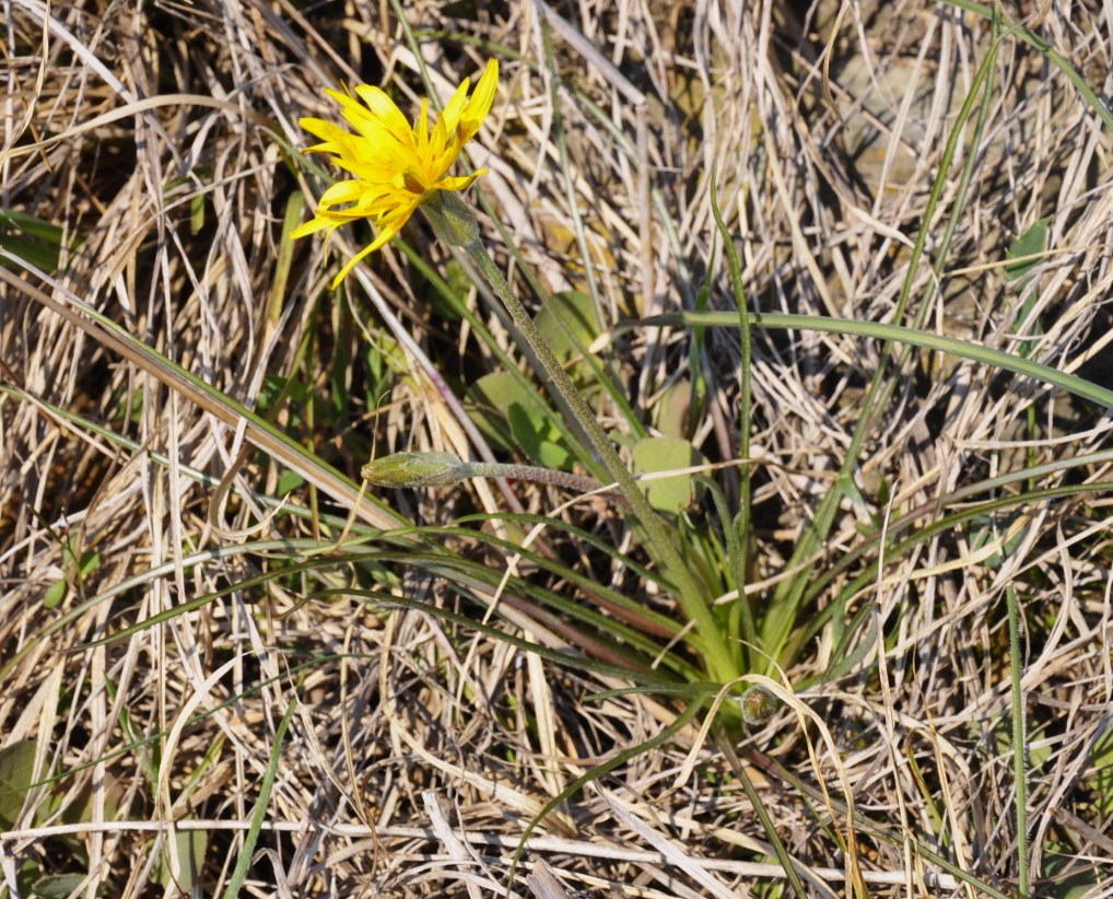 Изображение особи Scorzonera crocifolia.