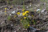 Tussilago farfara. Цветущие растения. Мурманск, Октябрьский р-н, смешанный лес с доминированием Betula, обочина дороги. 03.06.2025.
