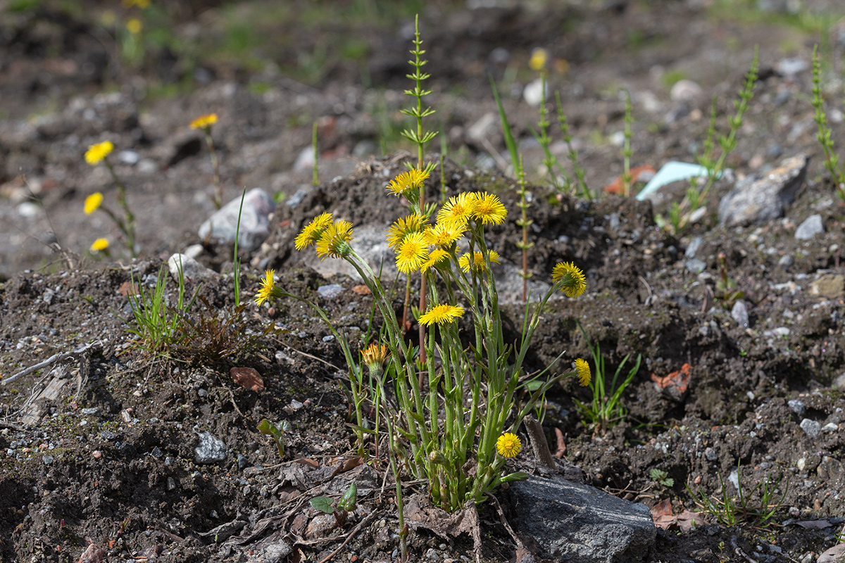 Image of Tussilago farfara specimen.