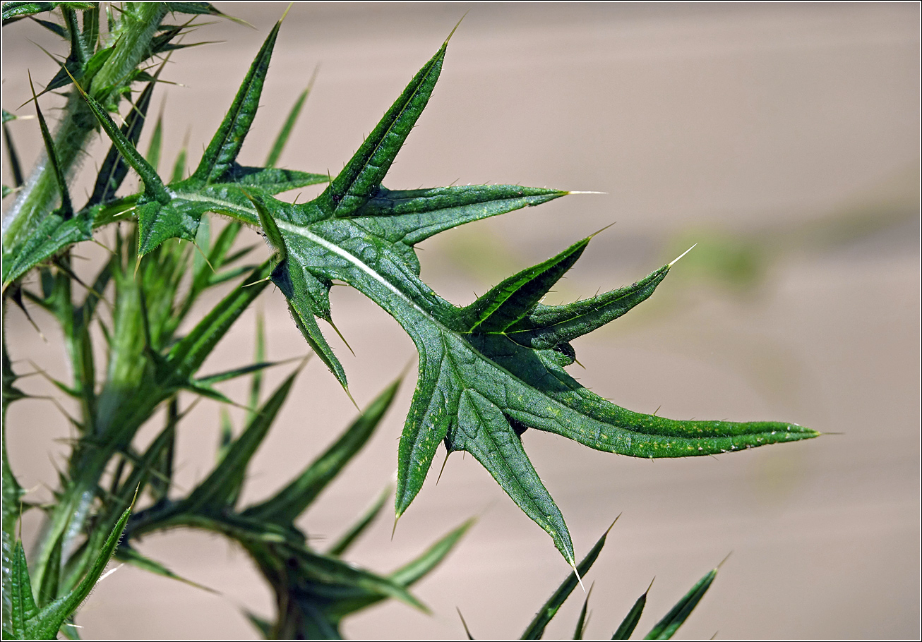 Image of Cirsium vulgare specimen.