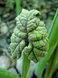 Petasites tatewakianus