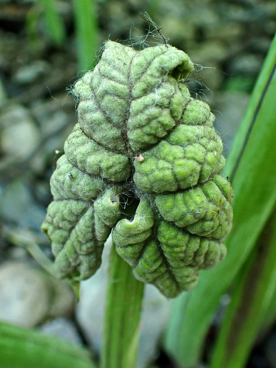 Image of Petasites tatewakianus specimen.