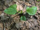 Plantago major
