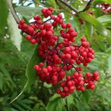 Sambucus sibirica. Соплодие. Хабаровский край, окр. г. Комсомольск-на-Амуре, просека ЛЭП. 19.07.2025.