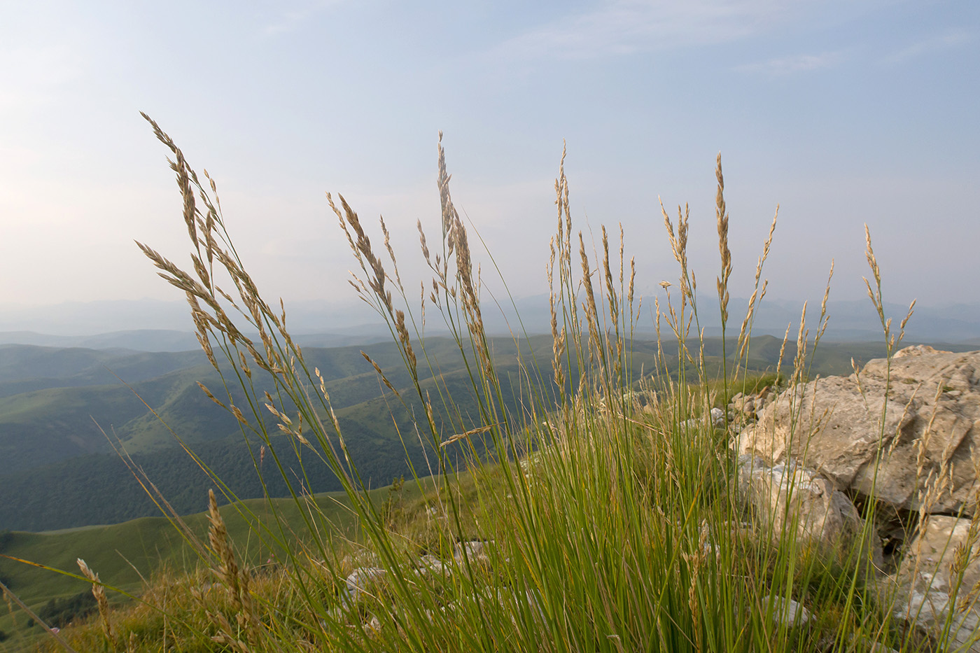 Image of Festuca regeliana specimen.