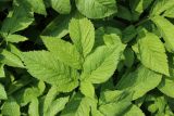 Chaerophyllum aromaticum