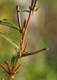 Ludwigia epilobioides. Часть побега с созревающими плодами. Приморский край, Октябрьский р-н, окр. с. Чернятино, дол. р. Раздольная на левом берегу, пойма, на илистой отмели. 08.09.2025.