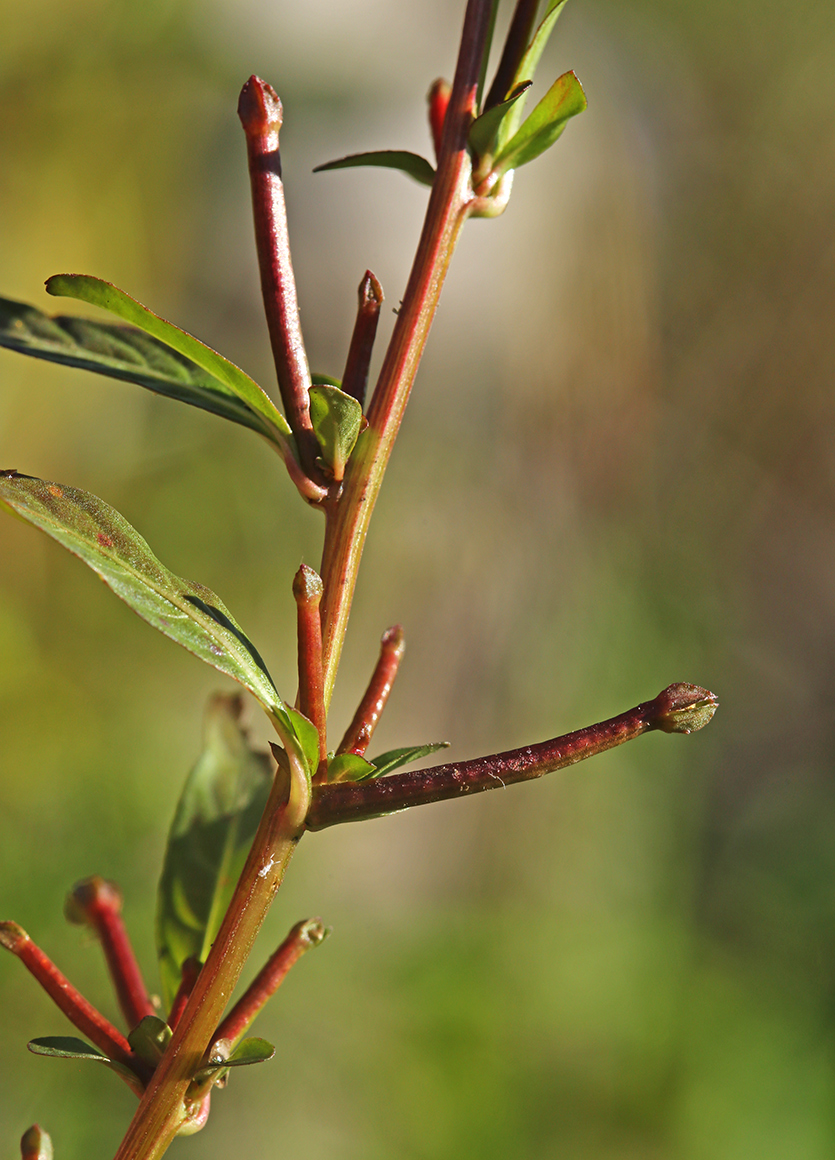 Image of Ludwigia epilobioides specimen.