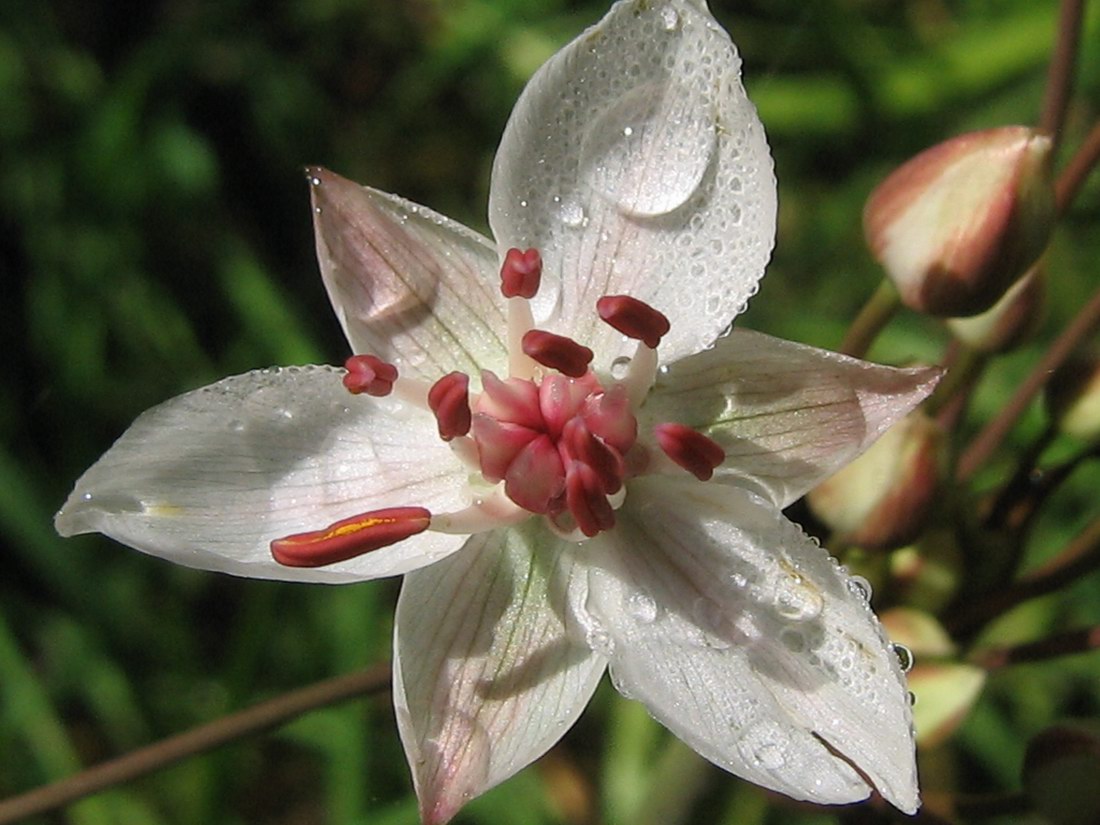 Изображение особи Butomus umbellatus.