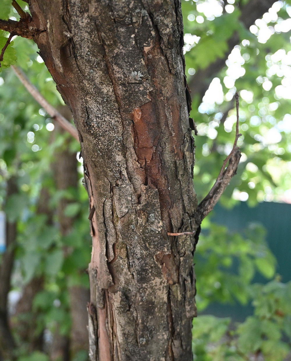 Изображение особи род Crataegus.