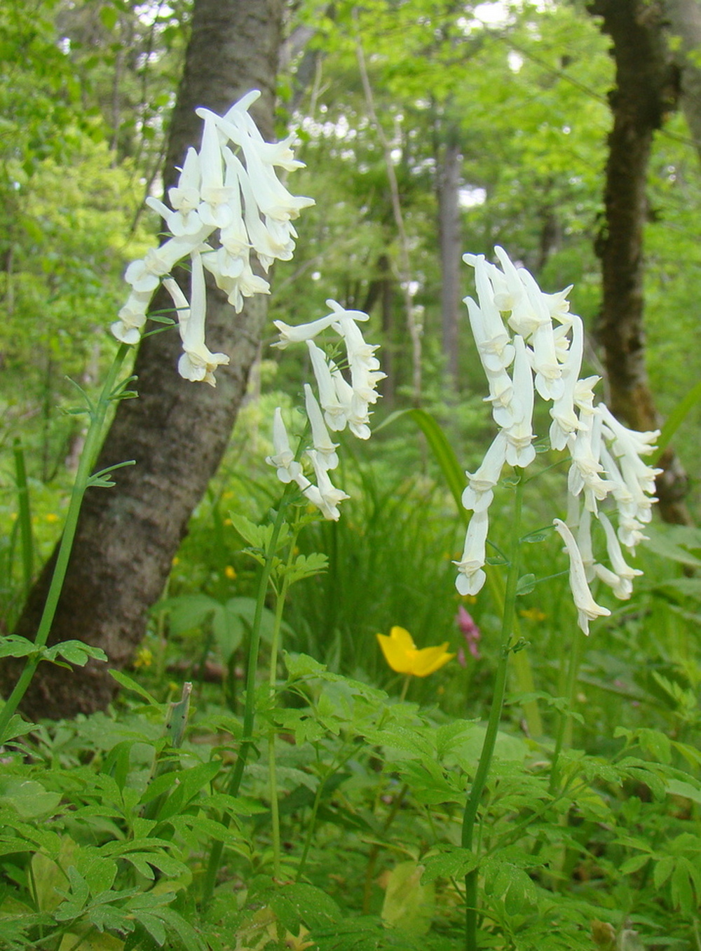 Изображение особи Corydalis buschii.
