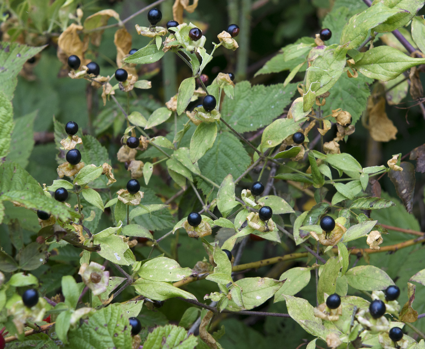 Image of Cucubalus baccifer specimen.