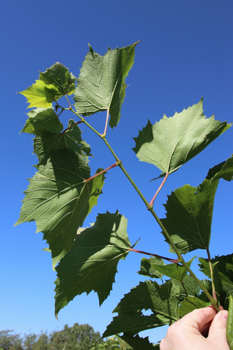 Изображение особи Vitis &times; novae-angliae.