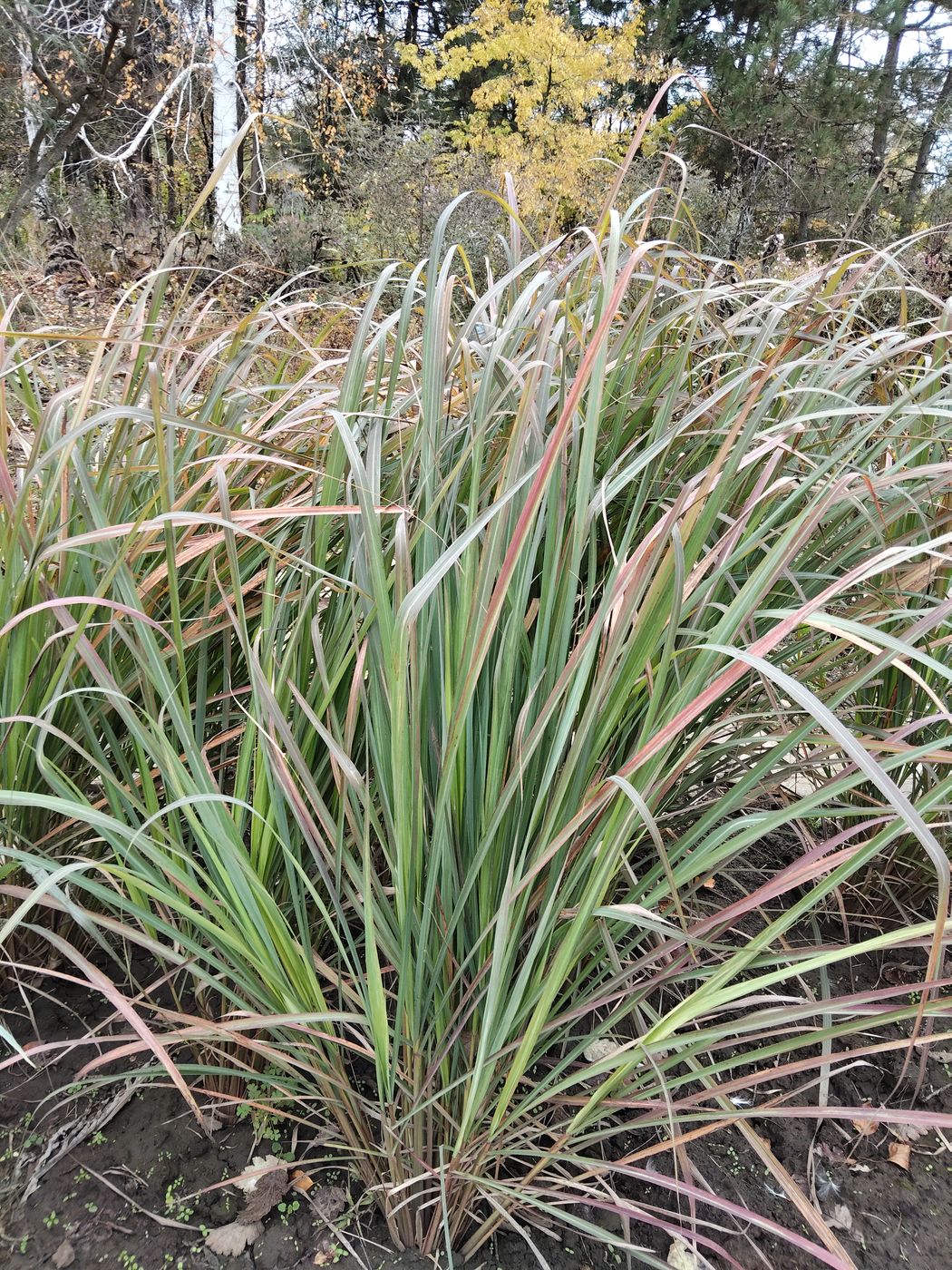 Image of Cymbopogon citratus specimen.