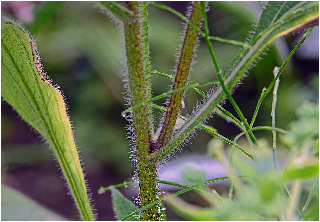 Изображение особи Rudbeckia hirta.
