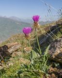 Psephellus caucasicus. Цветущие растения. Кабардино-Балкария, Черекский р-н, окр. с. Бабугент, северо-восточный склон горы Чегетджара, ≈ 2800 м н.у.м., альпийский луг. 28.07.2025.