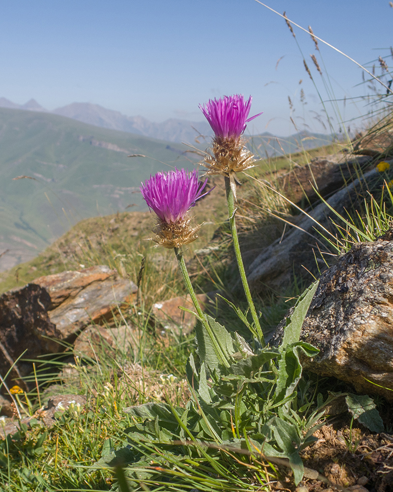 Image of Psephellus caucasicus specimen.