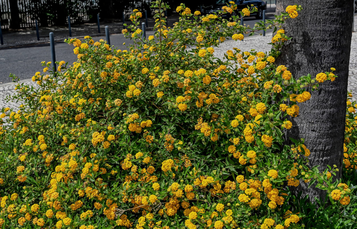 Image of Lantana &times; strigocamara specimen.