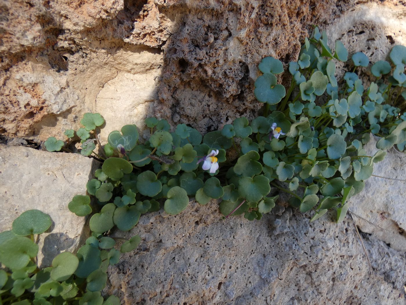 Image of Cymbalaria acutiloba ssp. dodekanesi specimen.