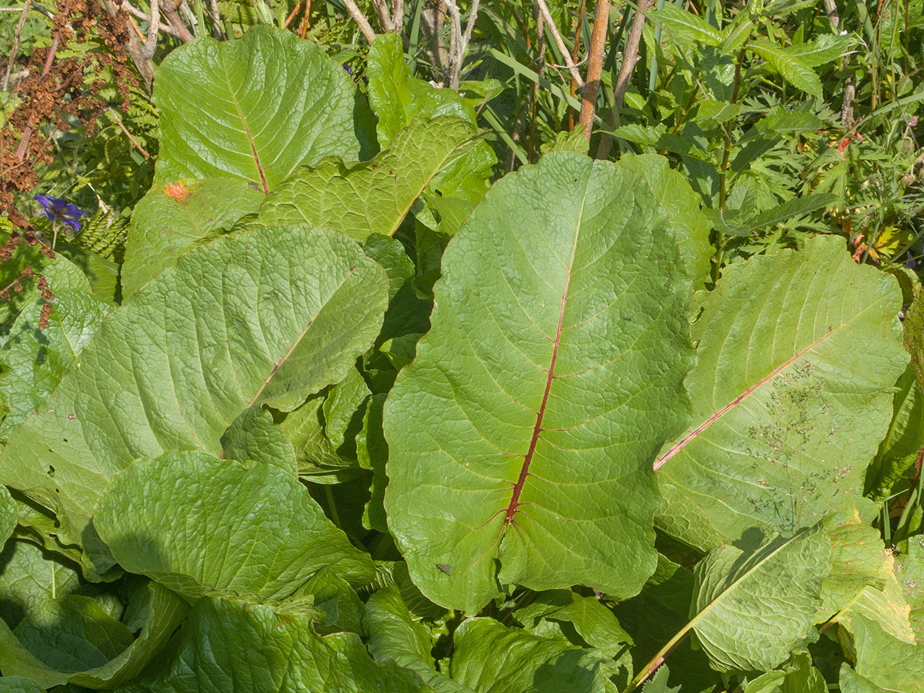 Image of Rumex alpinus specimen.