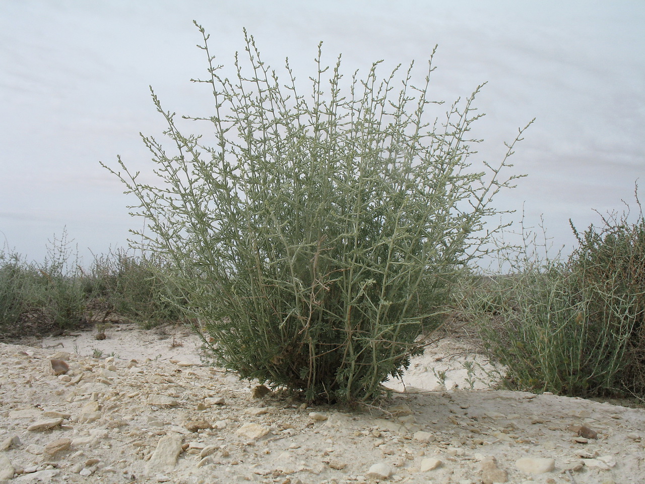 Изображение особи Artemisia kemrudica.