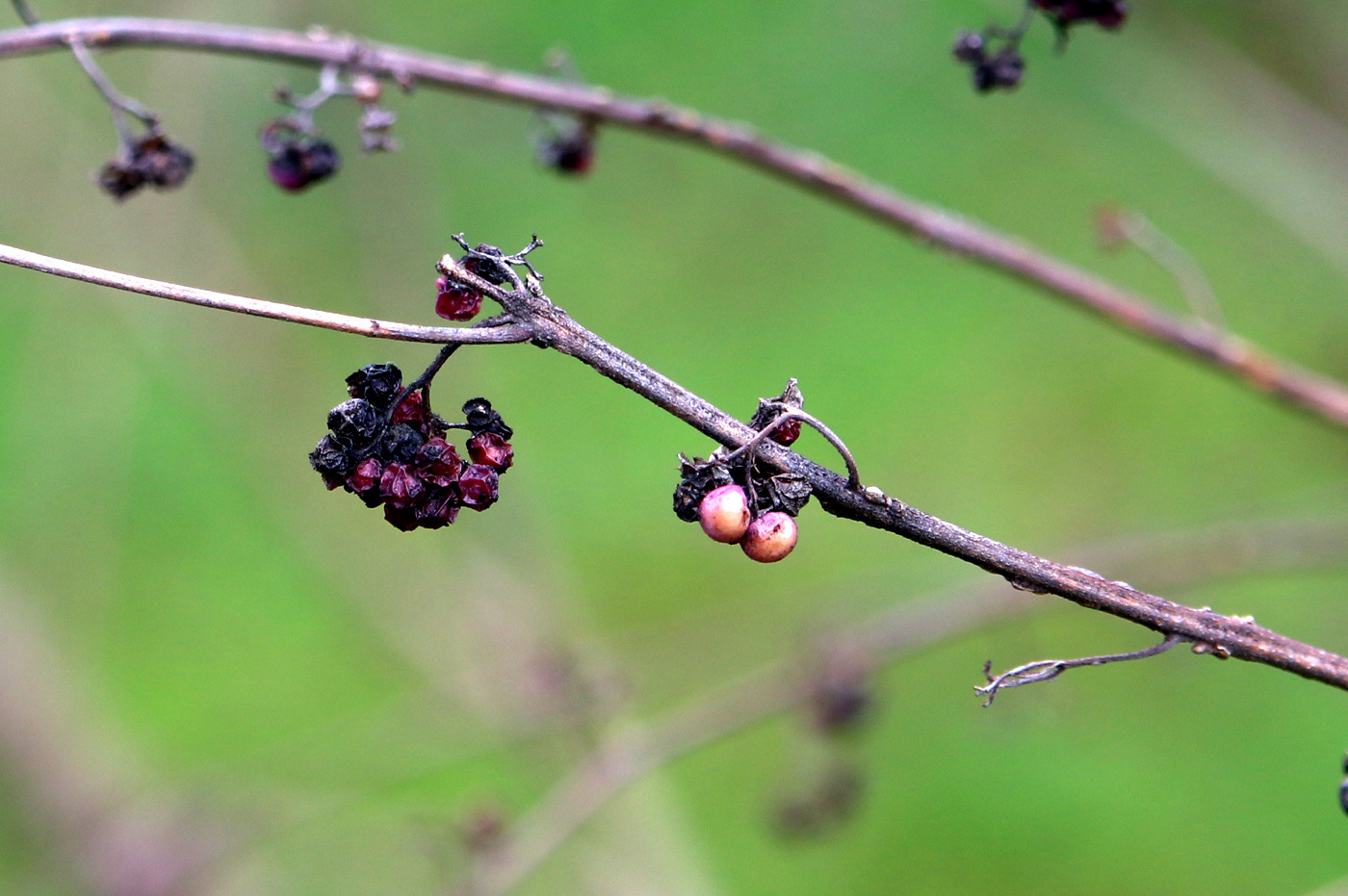 Изображение особи Callicarpa bodinieri.
