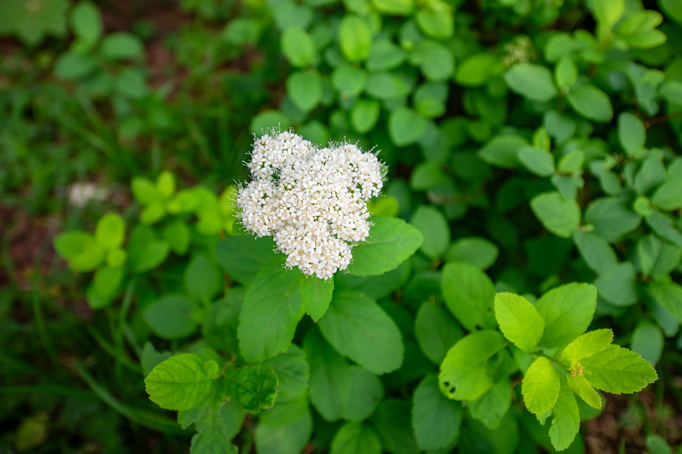 Изображение особи Spiraea betulifolia.