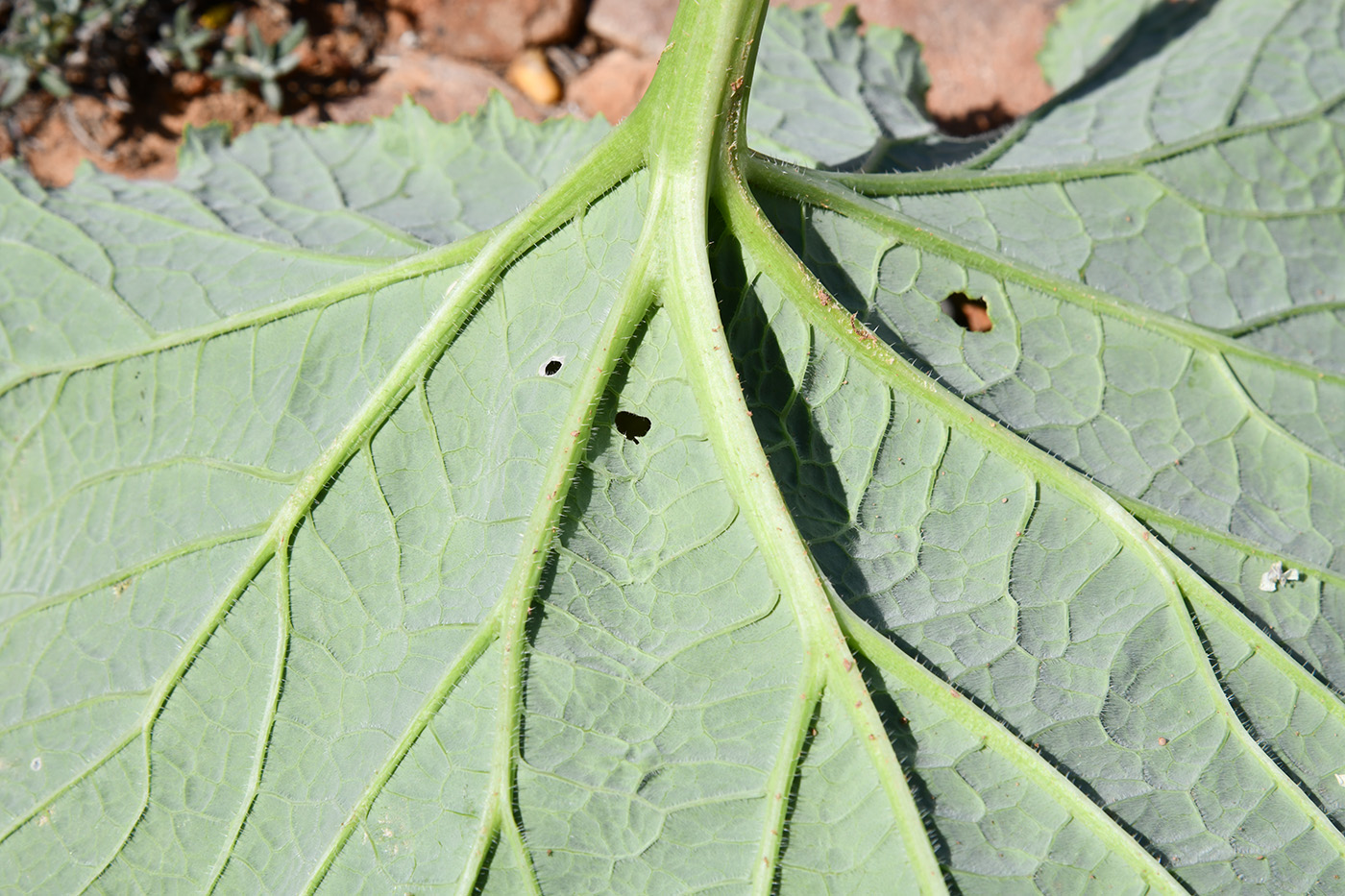 Image of Crambe kotschyana specimen.