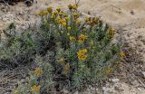 Helichrysum italicum