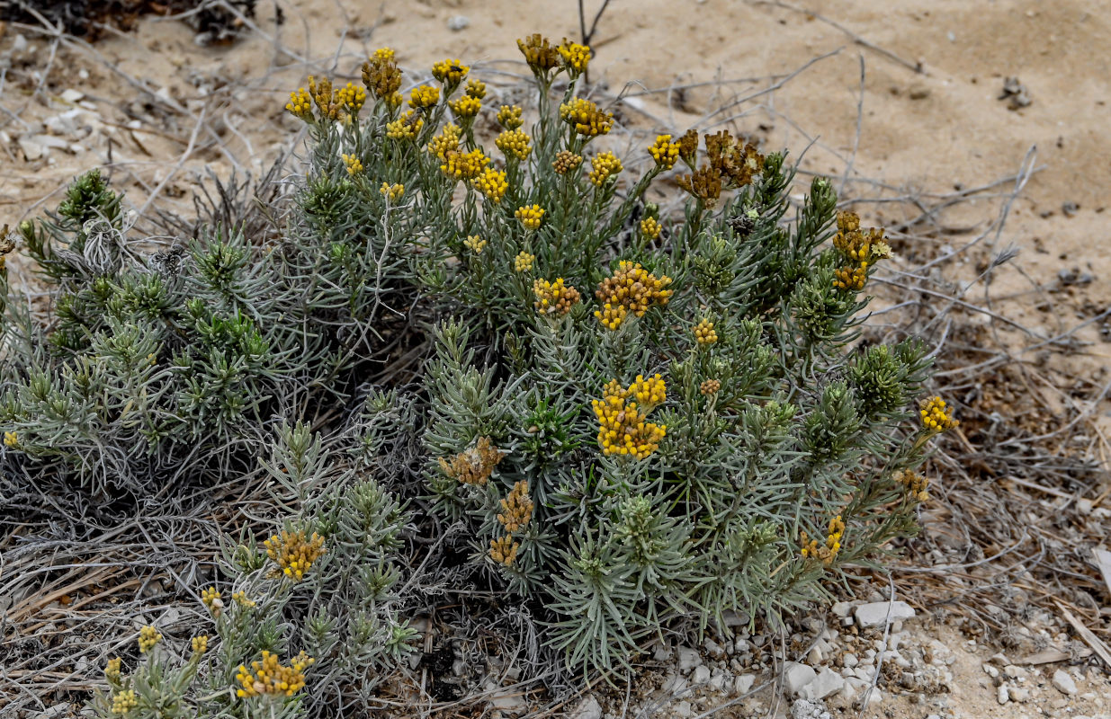 Image of Helichrysum italicum specimen.