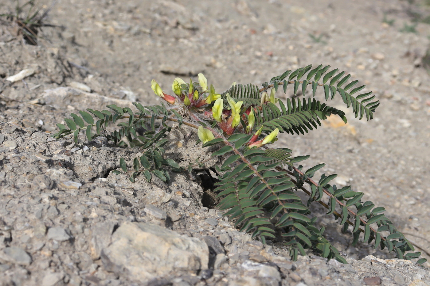 Image of Astragalus utriger specimen.