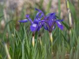 Iris uniflora. Цветки и верхушки листьев. Забайкальский край, Борзинский р-н, горный массив Адон-Челон, разнотравная степь. 14.05.2026.