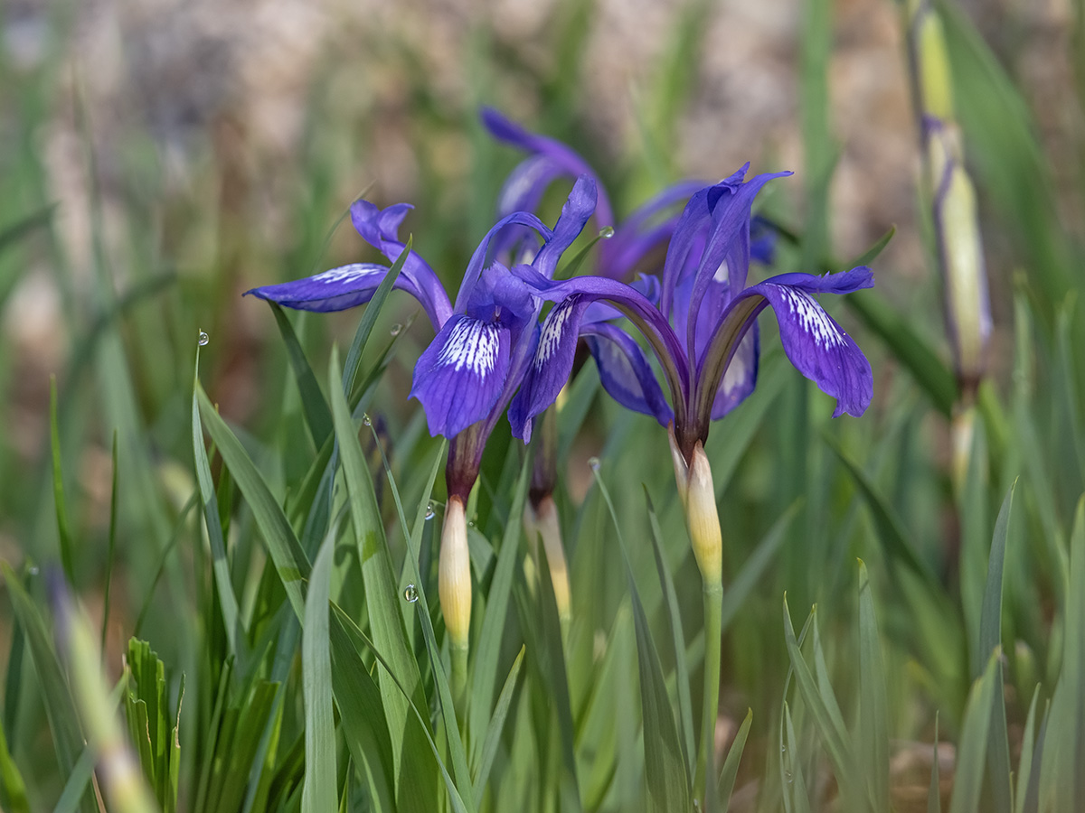 Изображение особи Iris uniflora.