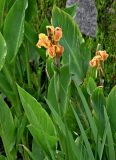 Canna × generalis. Верхушка цветущего растения. Китай, пров. Аньхой, дер. Хунцунь, в культуре. 28.05.2025.