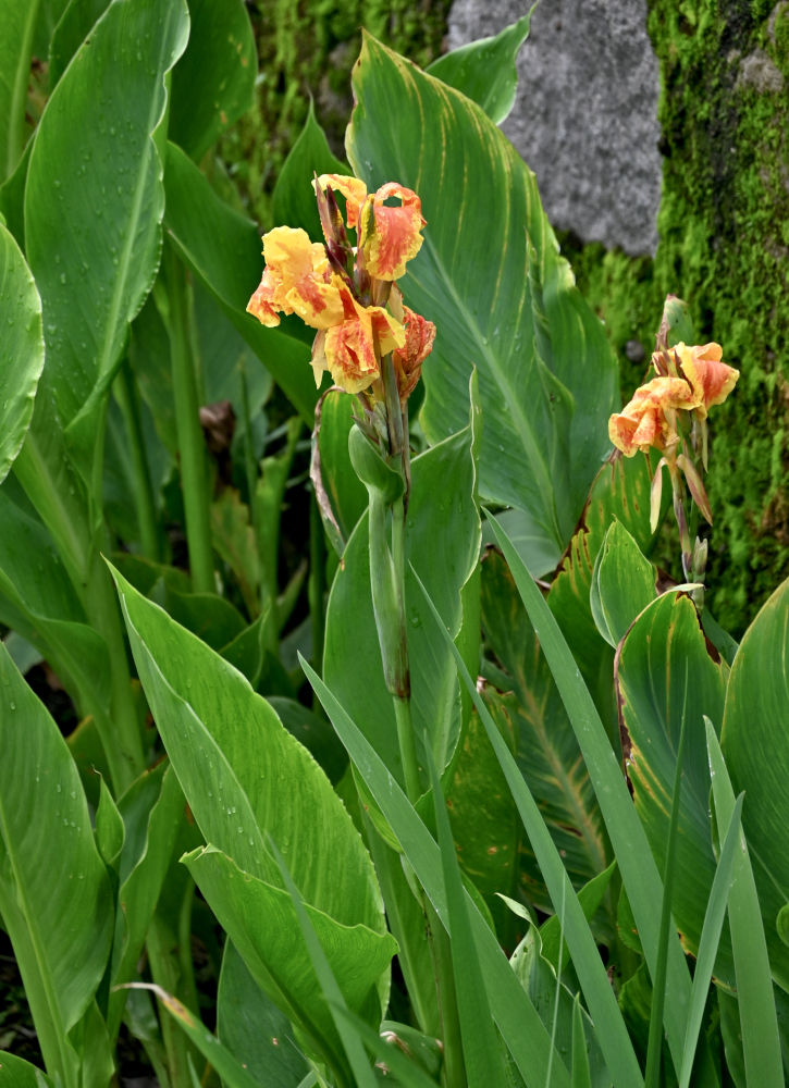 Image of Canna × generalis specimen.
