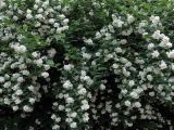Philadelphus coronarius. Ветви цветущего куста. Ульяновск, Заволжский р-н, придомовой цветник. 07.06.2026.