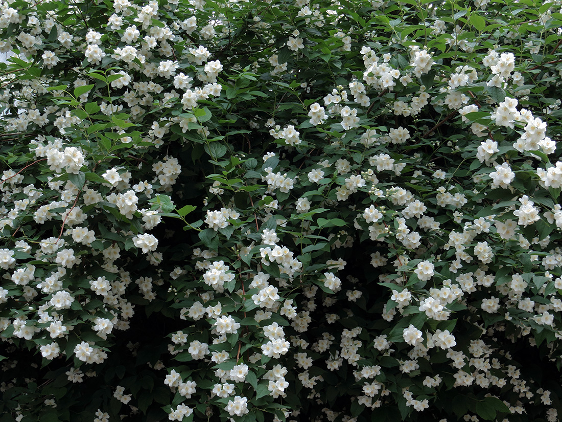 Image of Philadelphus coronarius specimen.