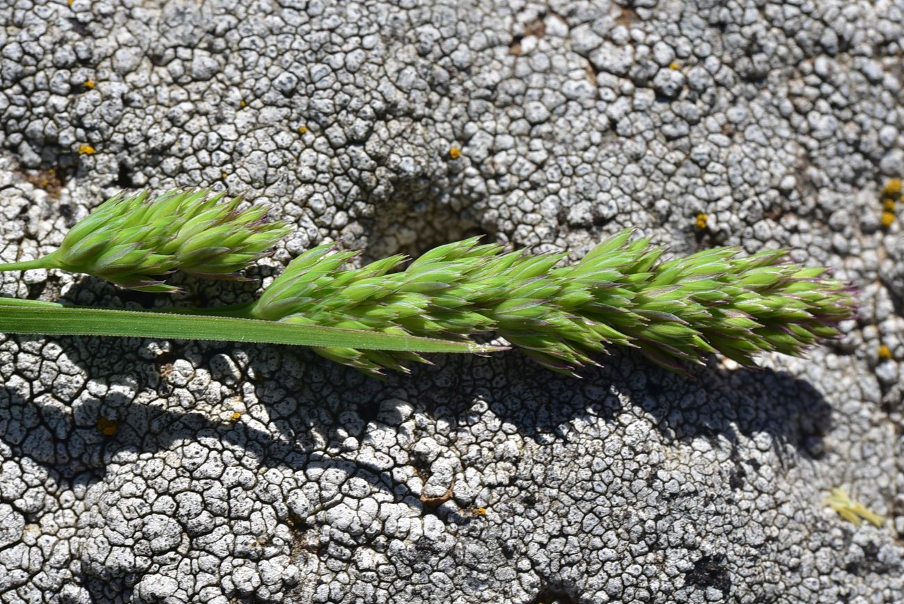 Изображение особи Dactylis glomerata.