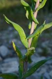 Isatis tinctoria. Средняя часть побега. Оренбургская обл., Беляевский р-н, Донской сельсовет, каменистая степь, нарушенное местообитание. 9 июня 2025 г.