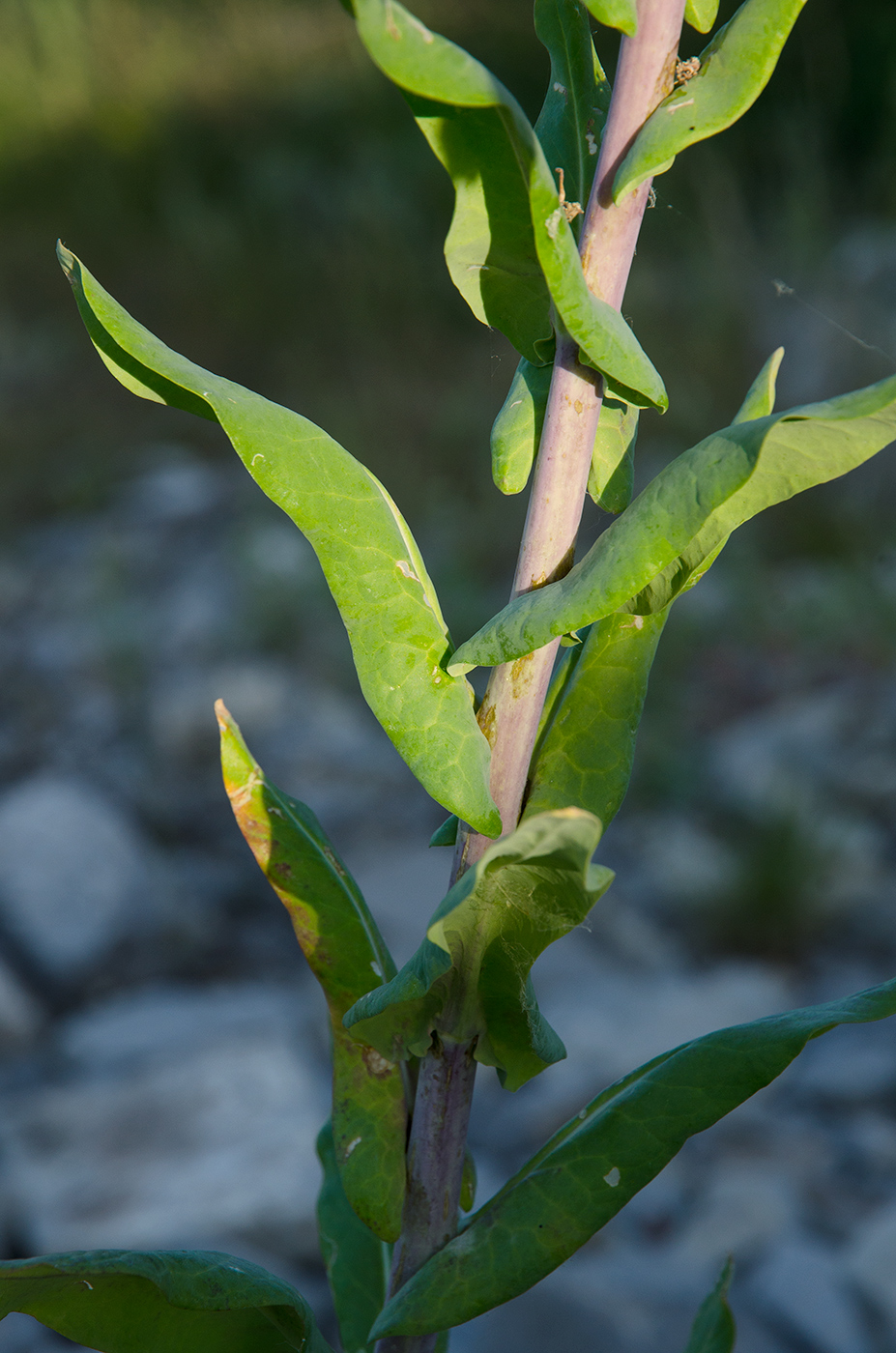 Изображение особи Isatis tinctoria.