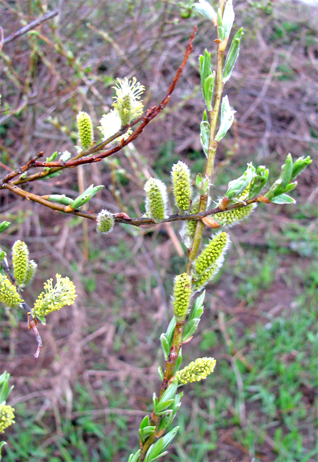 Image of Salix myrsinifolia specimen.