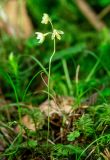 Ephippianthus schmidtii