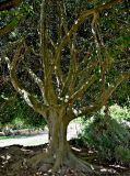 Ficus macrophylla. Ствол и скелетные ветви взрослого дерева. Португалия, г. Лиссабон, в культуре. 10.08.2025.